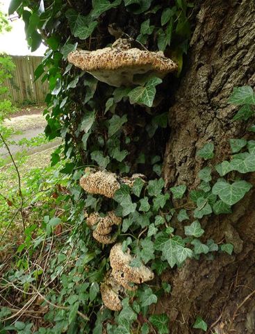 A maturing bracket emerging from between stem buttresses on English oak in Reigate, Surrey.